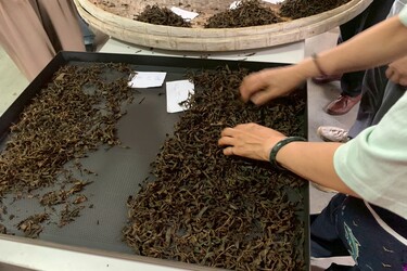 揉出名間茶韻·韌性淺山茶旅－社會組